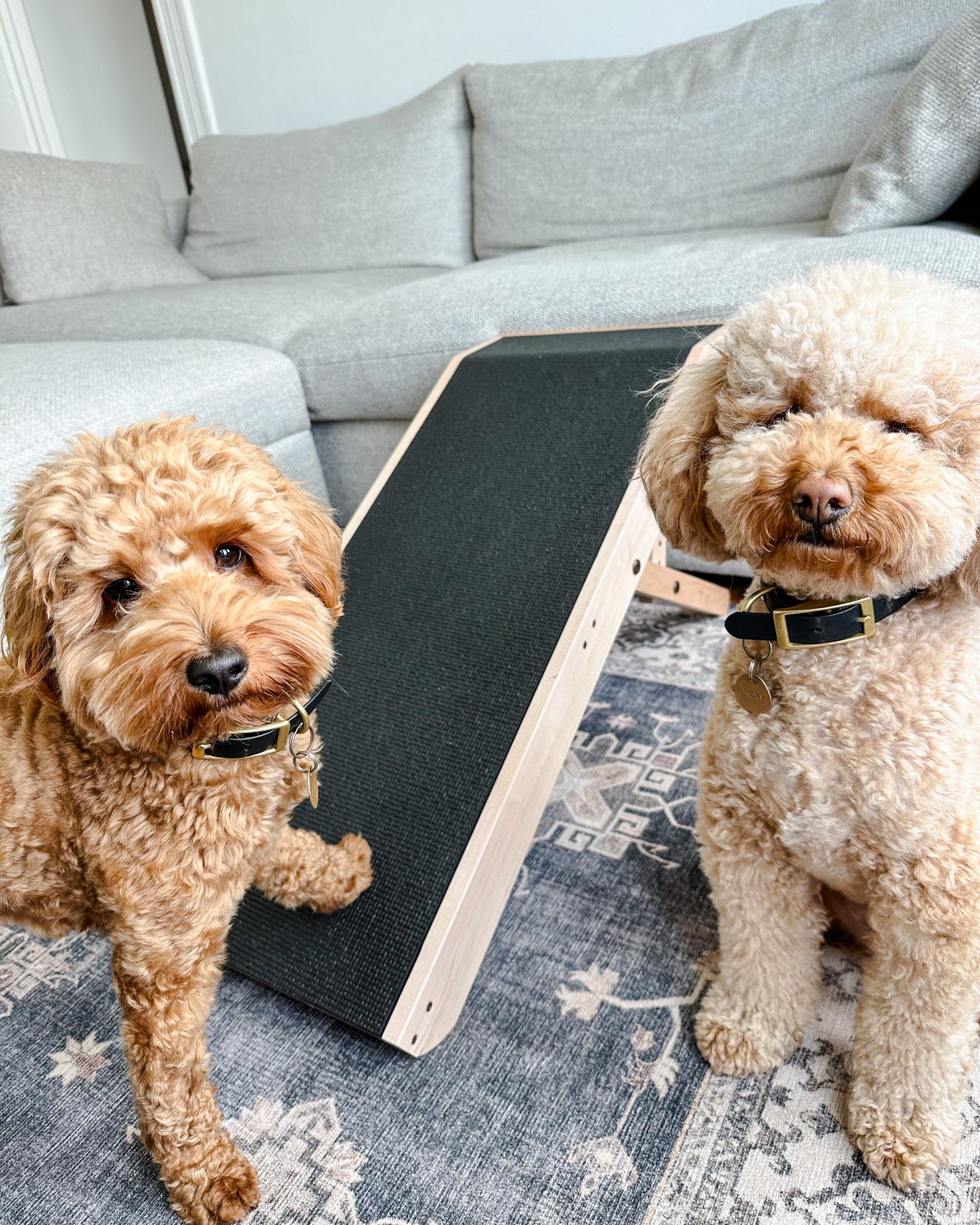 ShopyDogio Ramp - Vet Recommended Dog Ramp