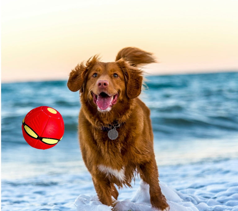 Flying Saucer Ball Dog Toy